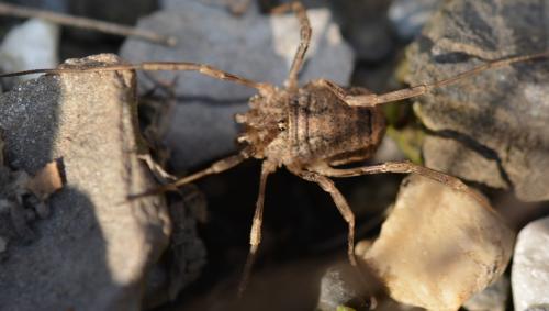 Odiellus spinosus